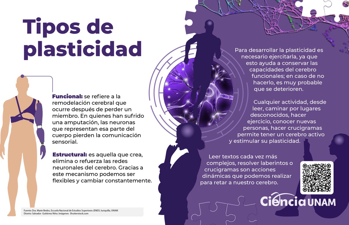 🧠 Actividades como leer, hacer ejercicio o conocer nuevas personas mantienen el cerebro activo y estimulan su plasticidad. Infografía de <a href="/Ciencia_UNAM/">Ciencia UNAM</a>. ⬇️