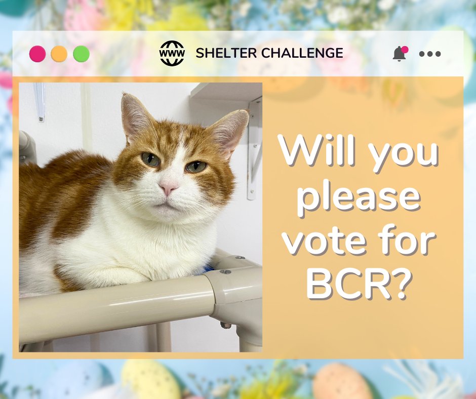 Warm Hearts, Fresh Starts Shelter Challenge is here! 🐾 Vote for blind, FELV+, &amp; FIV+ cats—it's free &amp; quick! Daily votes help them win! 😺 🐾

🔗 VOTE: bit.ly/3Ue7TmV
📧 Need a reminder? Email: blindcat@blindcatrescue.com

Thank you so much for helping the kitties! 💙