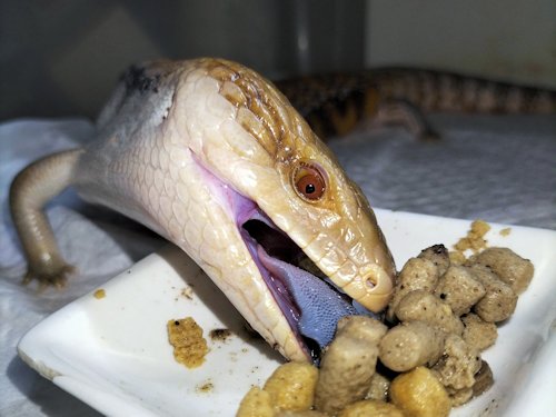 2024年産まれのサンセット                       
昨日はエサの日
 #爬虫類
 #トカゲ 
#アオジタトカゲ
#キタアオジタトカゲ 
#Bluetongueskink