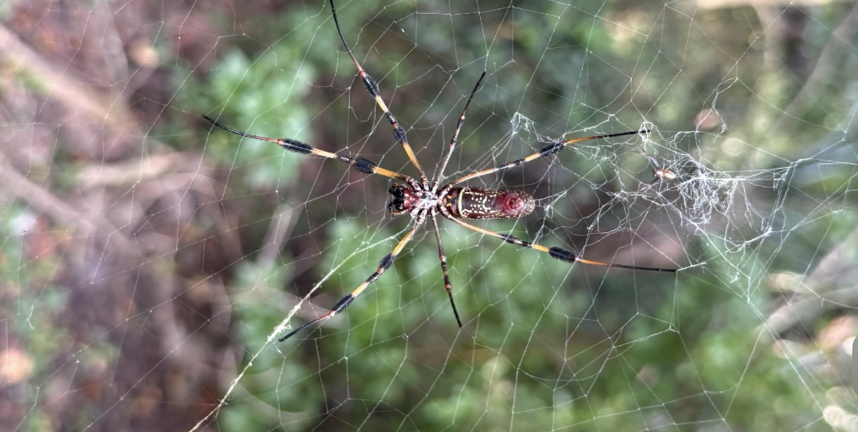 ALiEMteam's tweet photo. ACMT Toxicology Visual Pearl: Big Spider, Small Risk

What is the spider pictured below?

*Atrax robustus 
*Phoneutria nigriventer
*Trichonephila clavata 
*Trichonephila clavipes 

Read more: https://t.co/er45XRME2m

@acmtmedtox https://t.co/P49xGJuOmn