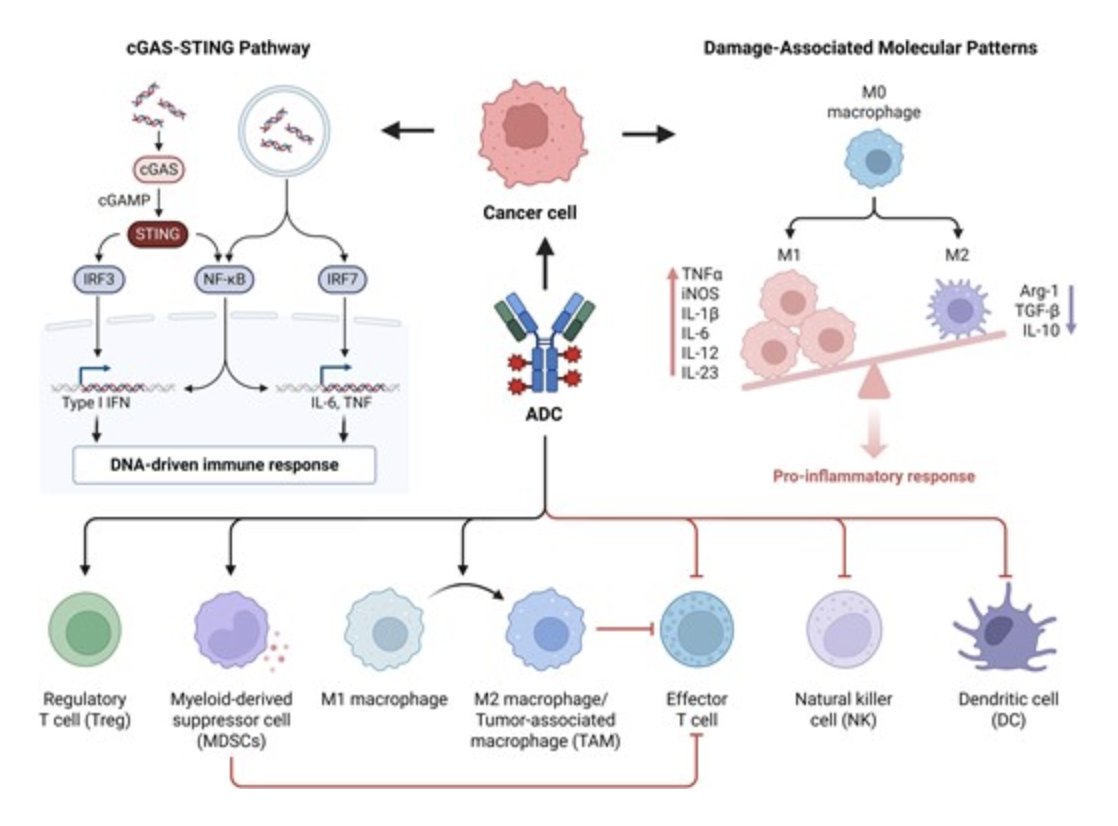 AntibodyT's tweet image. Antibody Therapeutics (IF=4.5, Oxford University Press) ⚡ Reprogramming the tumor microenvironment: synergistic mechanisms of antibody–drug conjugates and immune checkpoint inhibitors
academic.oup.com/abt/article/8/… 
#antibodydiscovery #tumormicroenvironment #TME