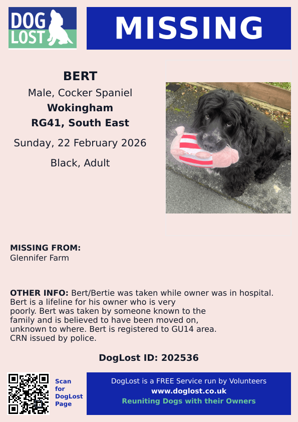 MissingPetsGB's tweet photo. STOLEN BERT

Bert may be in Hartney Wintney #Basingstoke area, will have a Red Halti Collar

Please can you help Bert home? He may have been given to people who don't know his family are looking for him. Bert's owner is very ill, he depends on Bert #stolendoghour @CalverVictor https://t.co/KDdJWnRlSQ