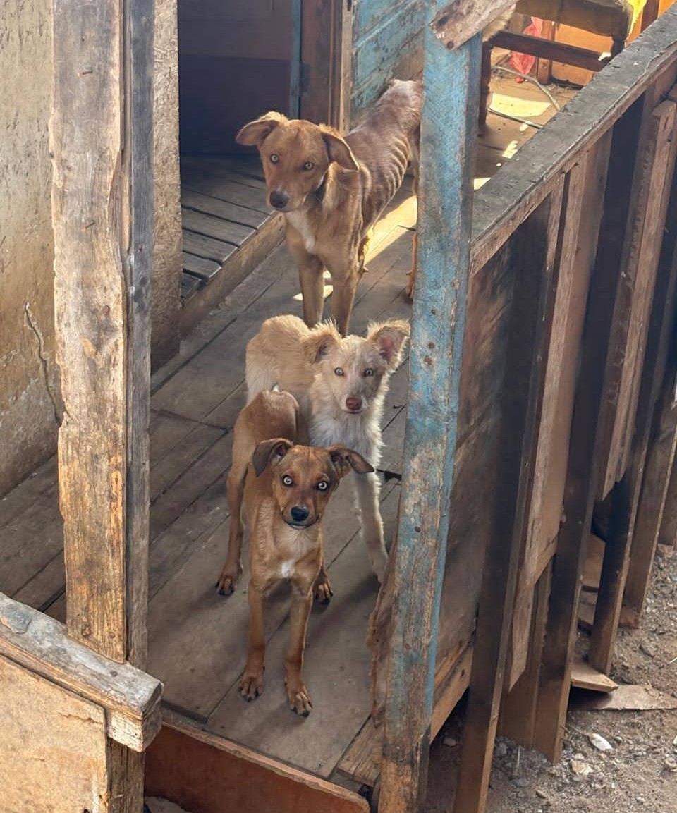 Necesitan, con urgencia, temporales para 8 perritos maltratados y con desnutrición evidente. La PDI desalojará el lugar el martes, pero no se hará cargo de ellos. Si puedes ayudar a cambiar su vida por una sin más sufrimiento, comunícate al +56948078085. Favor RT!
#Valparaíso