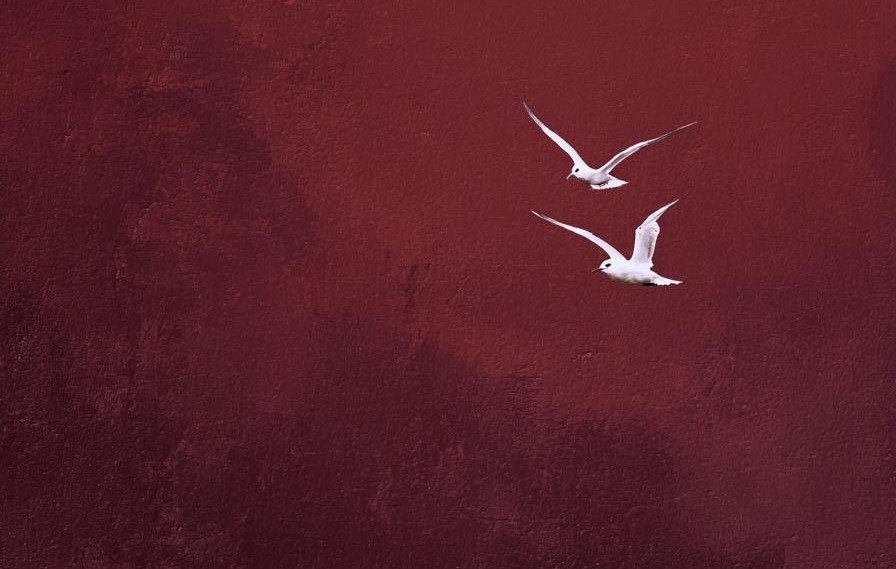 Francisco Ribeiro tweet media