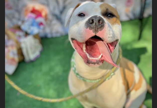 HollywoodDogs's tweet image. Cypress, a 1-year-old Pit Bull at a critically overcrowded shelter in #Charlotte, #NC, needs a forever home, a foster home, or rescue adoptapet.com/pet/47705157-c… #URGENT #PitBull #AdoptableDogofDay 🐶