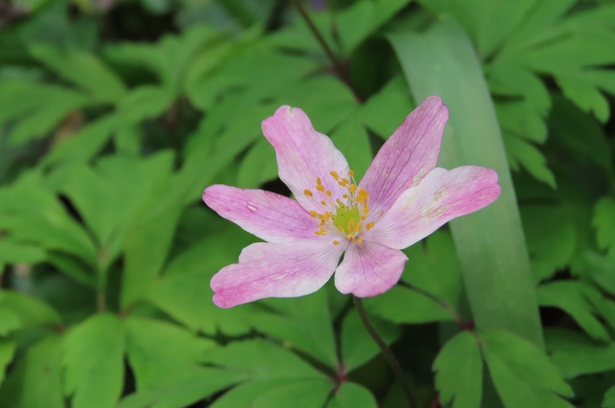 donnarainey4's tweet image. Pink tinged Wood anemones in the woods. #wildflowerhour