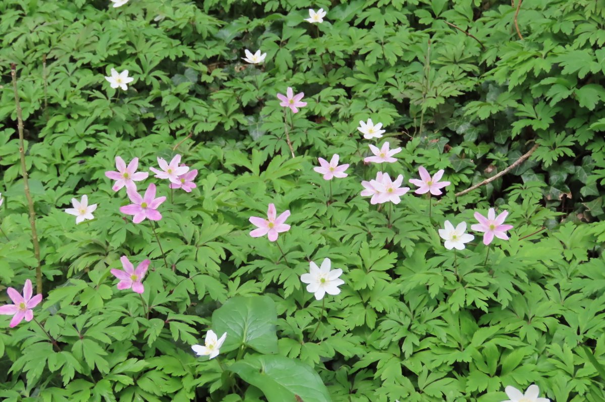 donnarainey4's tweet image. Pink tinged Wood anemones in the woods. #wildflowerhour