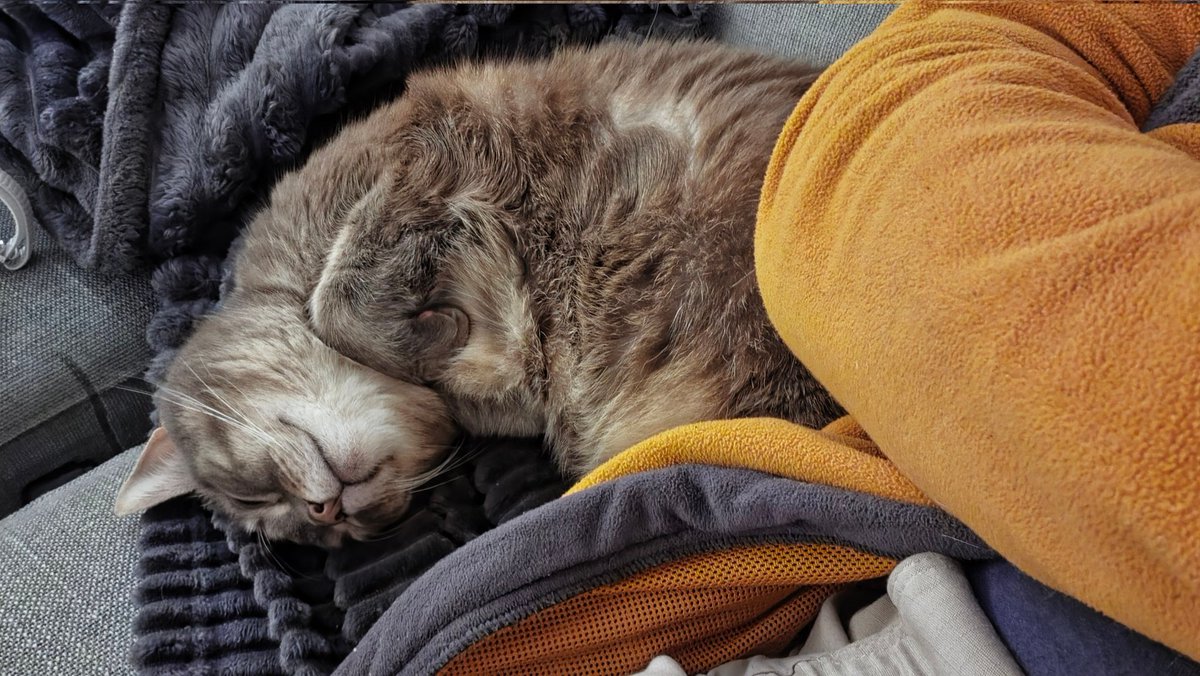 b_dsn's tweet image. Dimanche soir avec Nina le #chat #cat