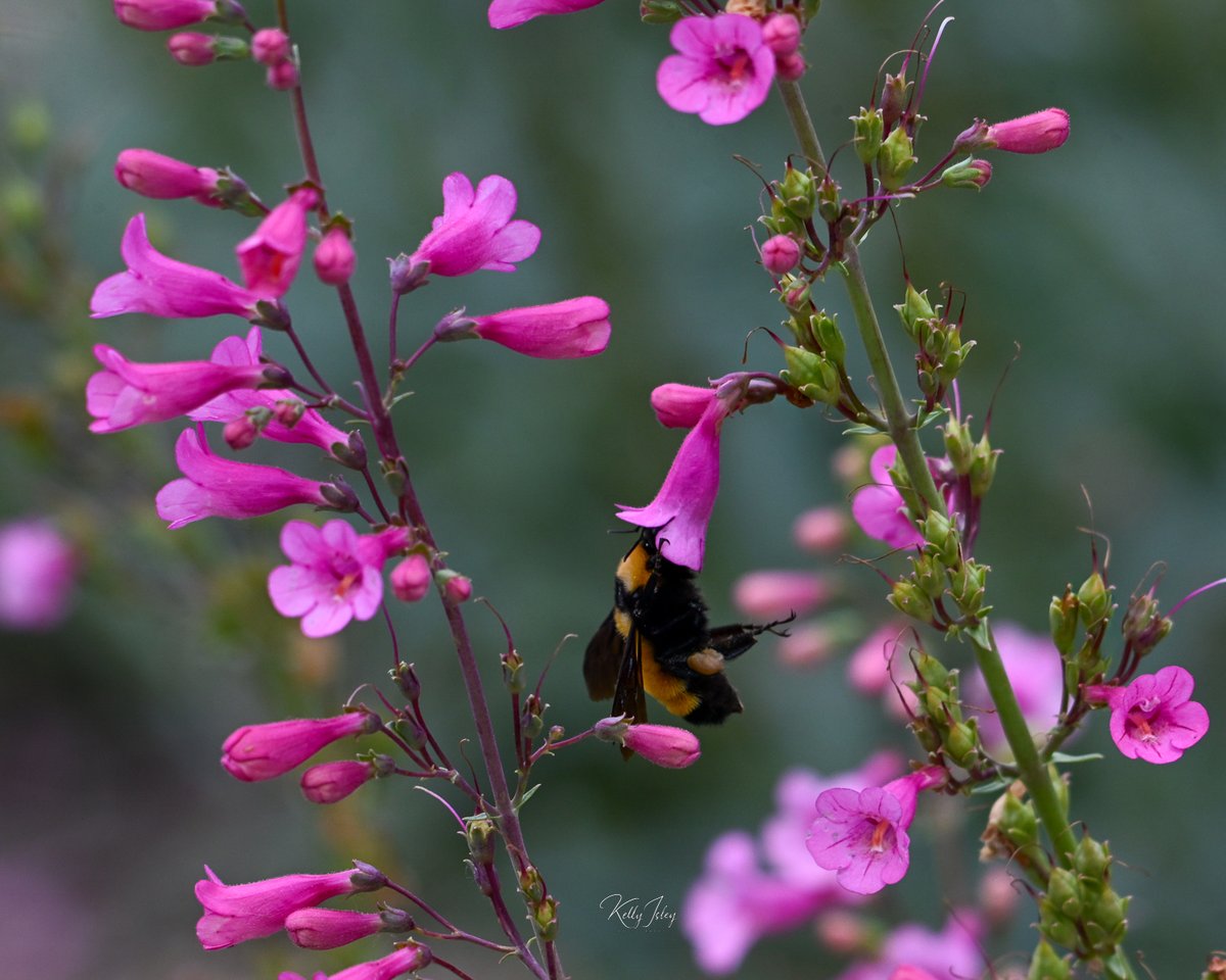 KellyIsleyPhoto's tweet image. Bloom vs. bumble. Our Sonoran bumblebee workers average 14–18 mm long. Nearly the size of the flowers they depend on.
#bumblebee #pollinator #nativepollinators #naturephotography