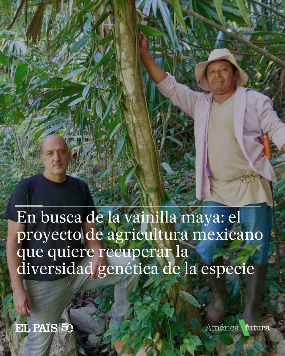 elpaismexico's tweet photo. 🌿Mestiza de Indias, en el sureste del país, protege 200 hectáreas de selva en la que también habitan plantas raras. Buscan hacerle frente al turismo masivo

✏️Ricardo Hernández 
🔗https://t.co/tUWCZo6yW2 https://t.co/L4KKC72Qjs