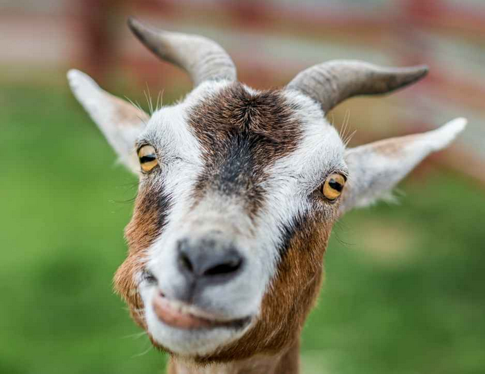 _Direct_News's tweet image. #Immigration #France 

😶 Un Afghan interpellé près de Marseille après des agressions sexuelles sur des chèvres et des moutons 🐐 | FRONTIÈRES

Des chèvres et des moutons... ⁉️🥴
#animaux