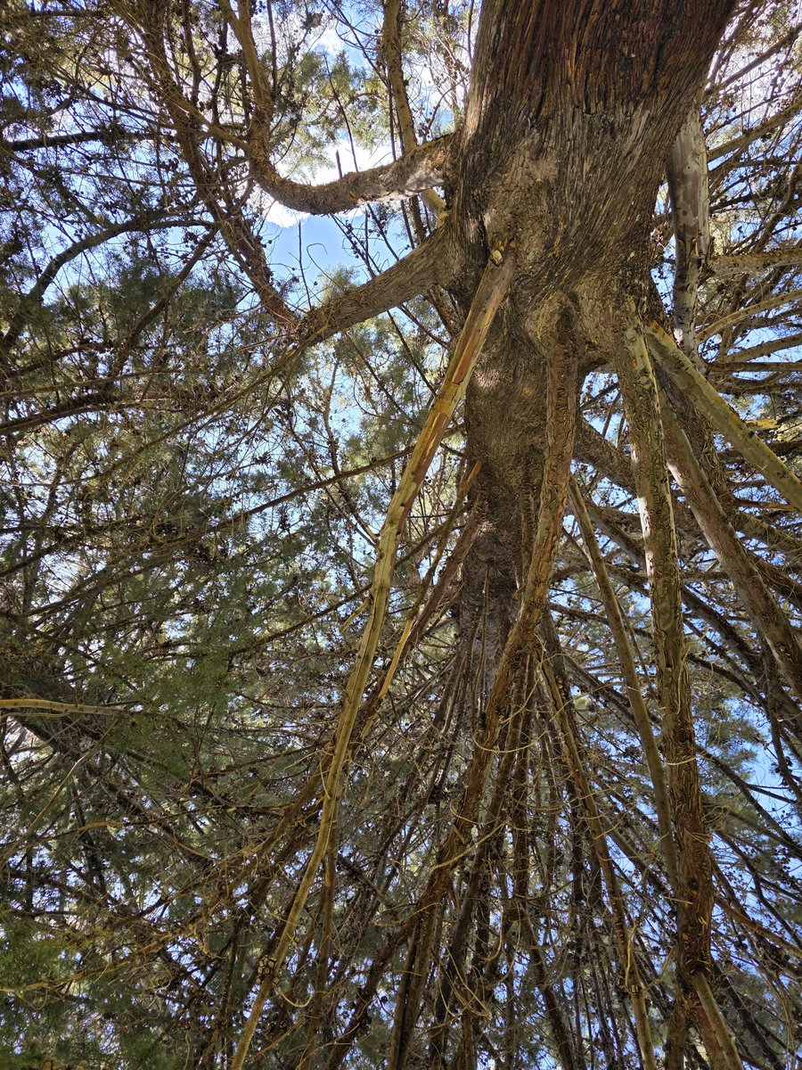 Breanne_Mackert's tweet photo. I found out that walking to the park and lying under a tree is both free and legal. https://t.co/ze97iuMKi8