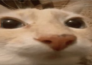 vini 𓆪༻⋆ tweet media