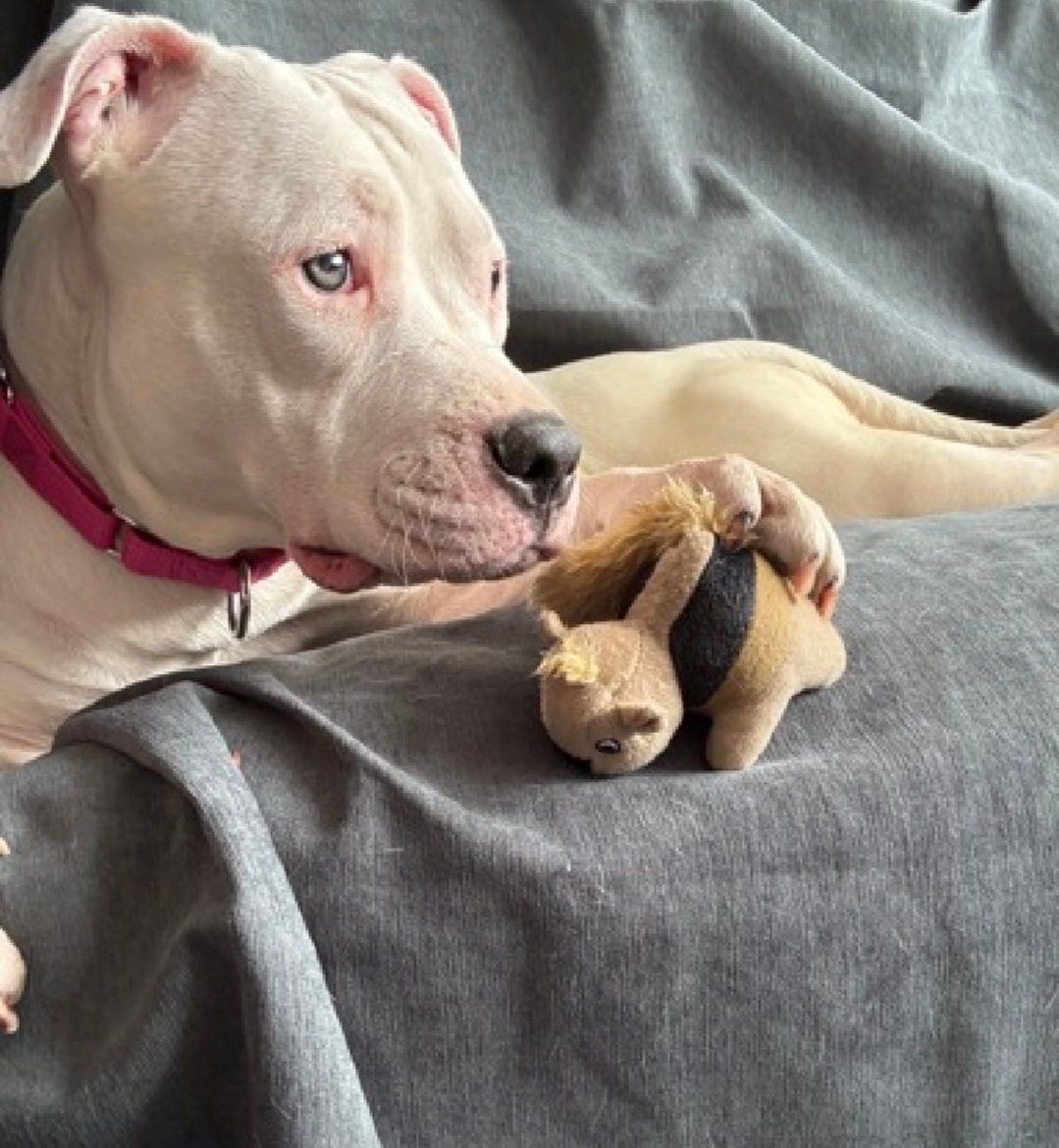MorgFairsdogs's tweet image. Lena 248697
Listed TBK 4/14
#NYCACC #RescueOnly 
She is an adorable 10 month oldl puppy 🐶 
Social with staff, walks well on leash, incredibly sweet
Returned due to mouthiness by adopter
Help save Lena!
nycacc.app/browse/248697
#Pledge4Rescue #foster #adopt 
#DogsofX