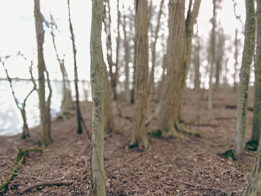 LilyThorn_'s tweet photo. The in‑between place:
roots, water, and the hush of early spring.
#thresholdland #lakesideforest https://t.co/EIHLghZq1O