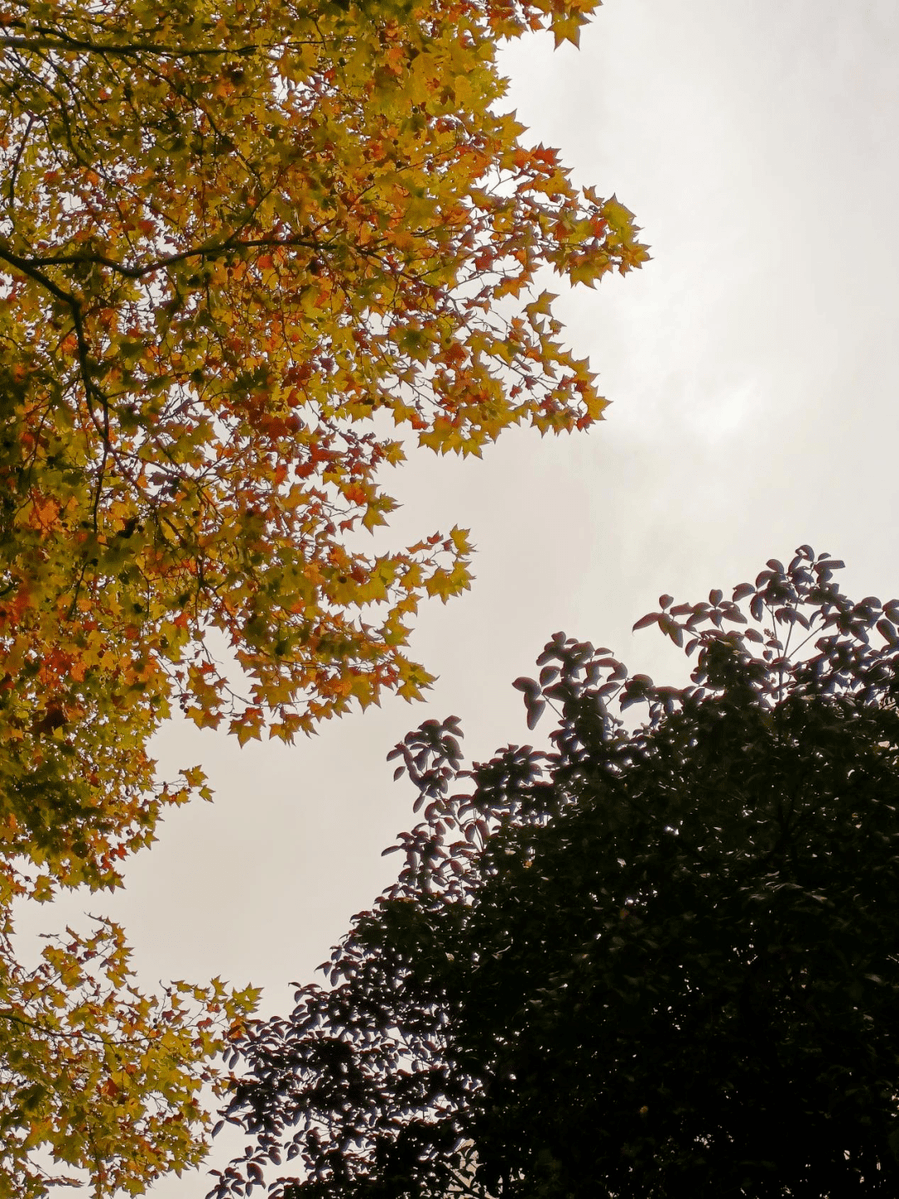 jafara mafara tweet media