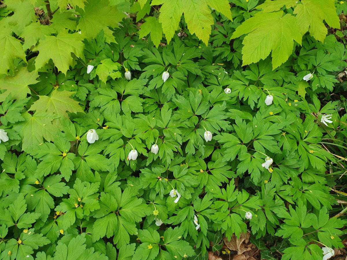 @DrStargazerette💫🇮🇳🇩🇪🏴󠁧󠁢󠁷󠁬󠁳󠁿 🇬🇧 tweet media