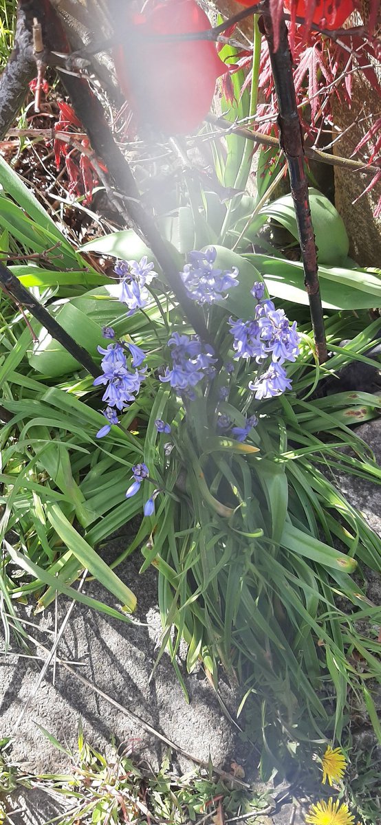 Deb hall tweet media