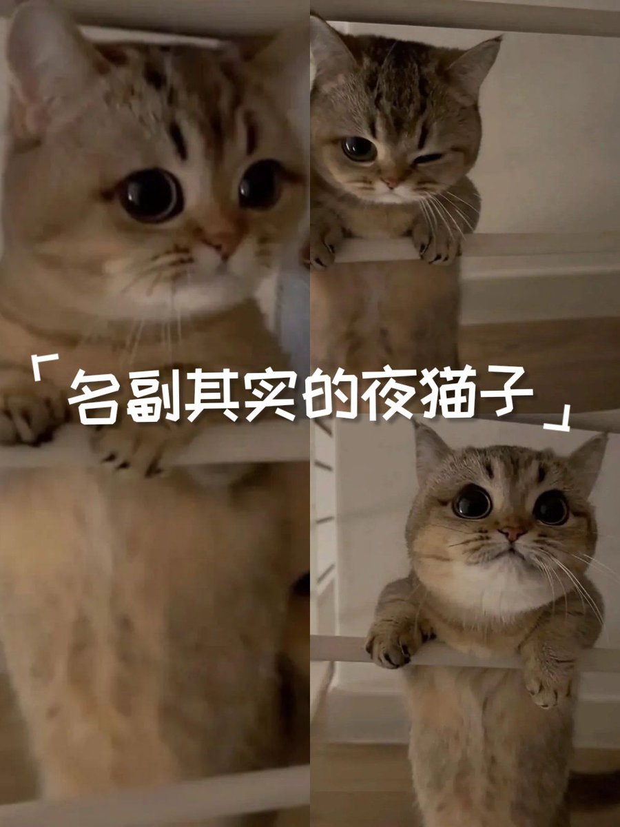 Fernando cardenas tweet media