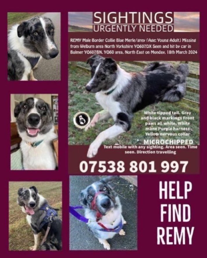 LisaClareRead2's tweet image. Please RT #stolendoghour 🙏
Urgent sightings needed of Remy. 
He was hit by a car on Monday 18th March 2024 in #Bulmer YO60 area #NorthYorkshire 
REMY is a blue Merle #Bordercollie 
Have you seen him ?

#findingRemy #missingdog #NorthEast #Welburn #dogs