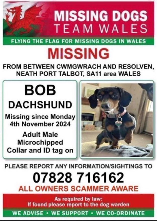 LisaClareRead2's tweet image. Have you seen Bob?
Missing since 4th November 2024 from between Cwmgwrach and Resolven, Neath Port Talbot, #SA11 #Wales 
He’s a male #dachshund 
Please report any sightings &amp;amp; help get him home 🙏
#stolendoghour #missingdog  
⬇️⬇️