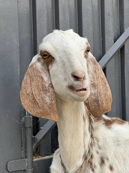 mong 🐐 tweet media