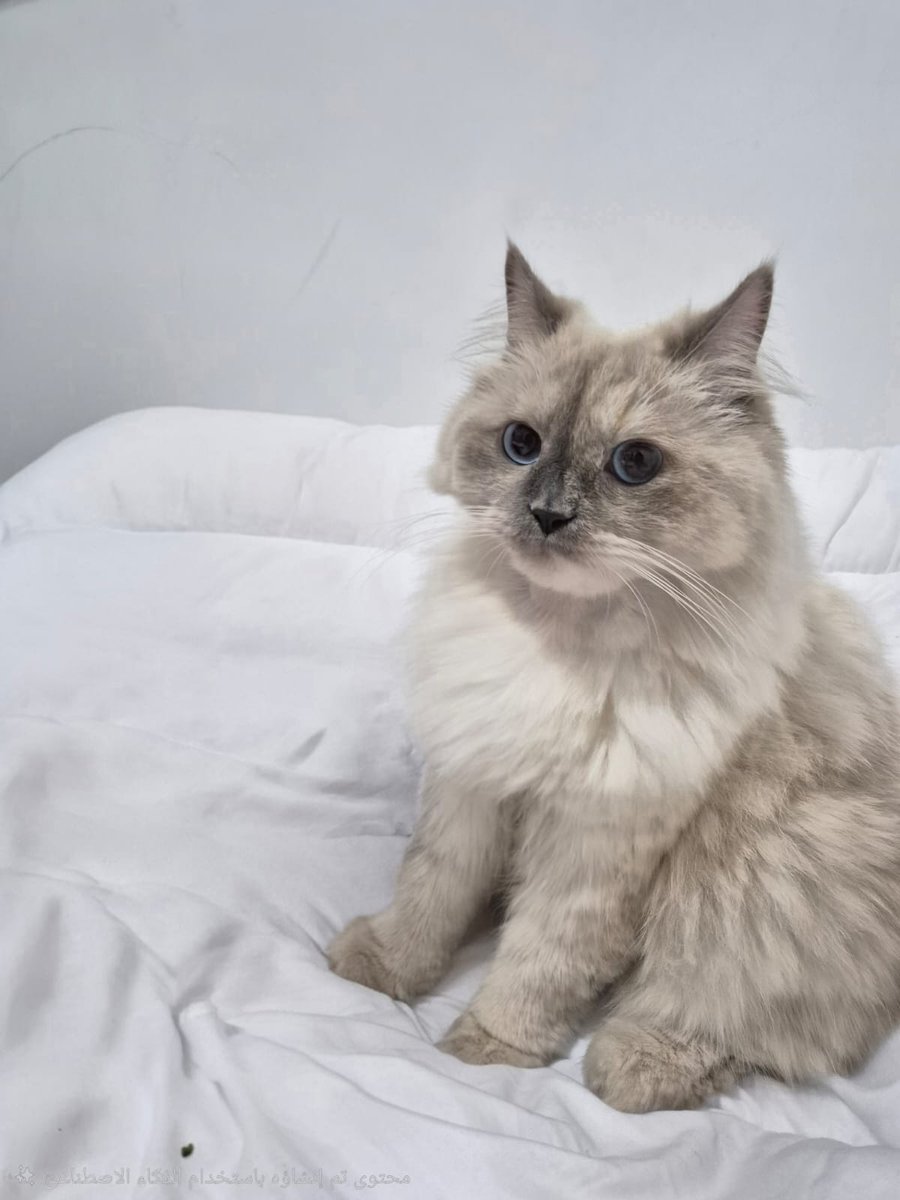 لوسي مفقودة الدمام حي بدر tweet media