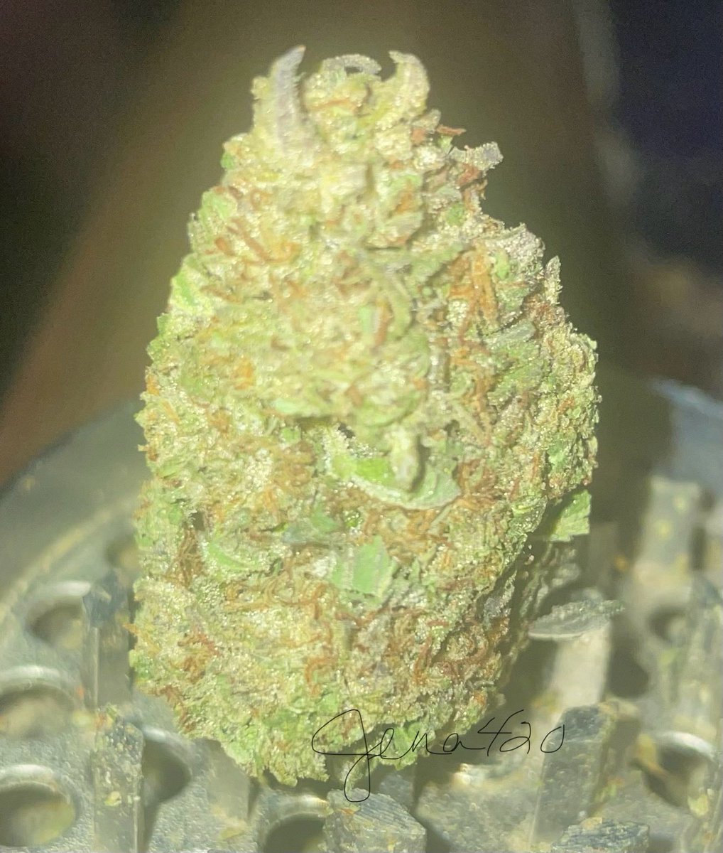 _jena4n's tweet photo. The classic #MauiWowie 💚
#StayLifted #StonerFam https://t.co/ZA8t6v7bVt