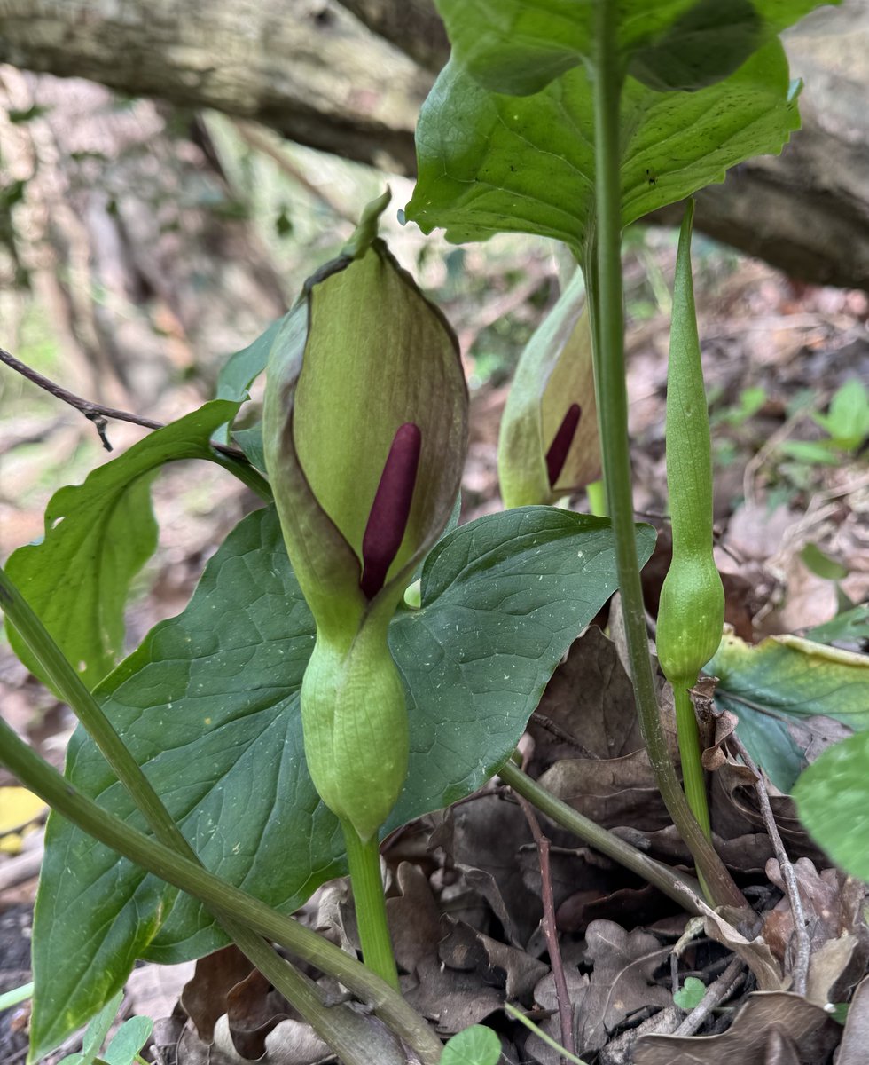 🍀dinesh patel 🦋 tweet media