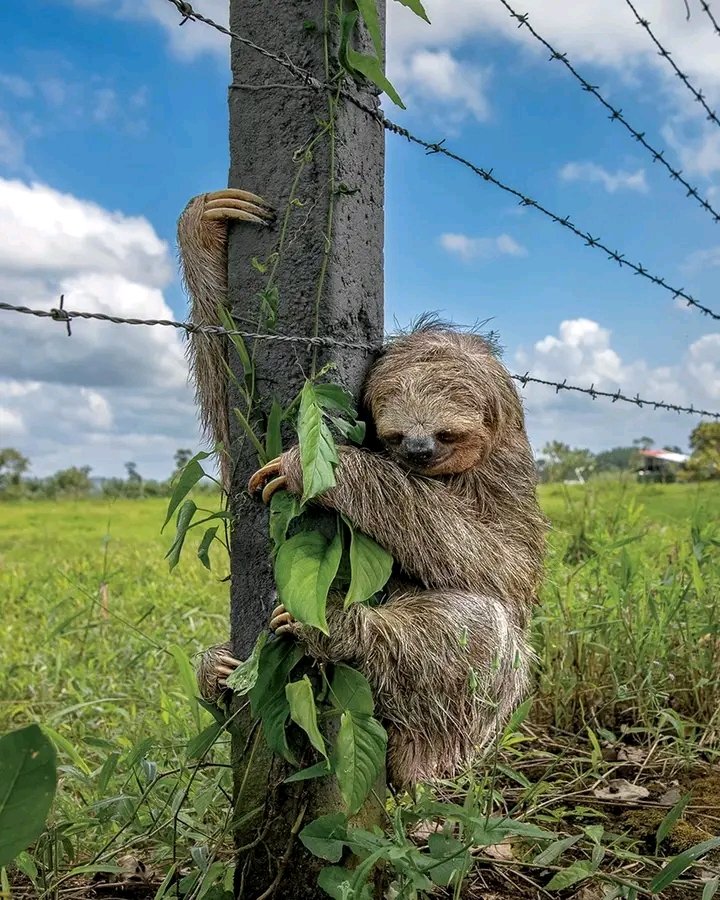 /RONY BAIDE/HD / ♻️ tweet media