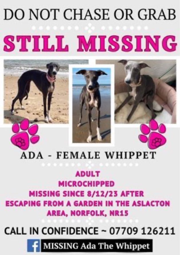 LisaClareRead2's tweet image. Please RT #stolendoghour 
Ada a female #Whippet has been missing over 2 years now💔😢
She went missing from a garden in the Aslacton area #Norfolk #NR15 on 8th December 2023
Sightings till 12th January 2024 then nothing since. Have you seen her?

#EastAnglia