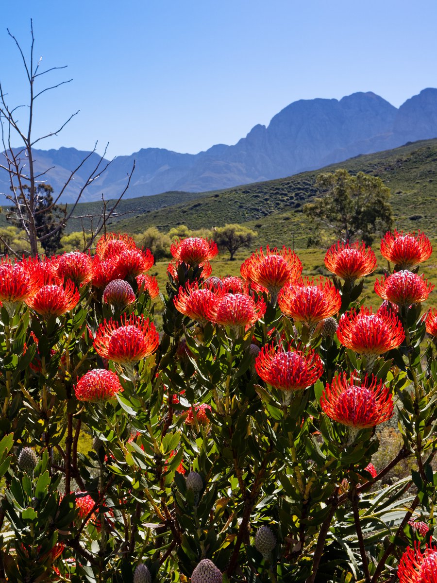 southafricauk's tweet image. South Africa isn’t just rich in wildlife - its plant life is just as extraordinary. 🌿

With over 20,000 different plant species, some found nowhere else on Earth, it’s one of the most botanically diverse places on the planet. 🌸