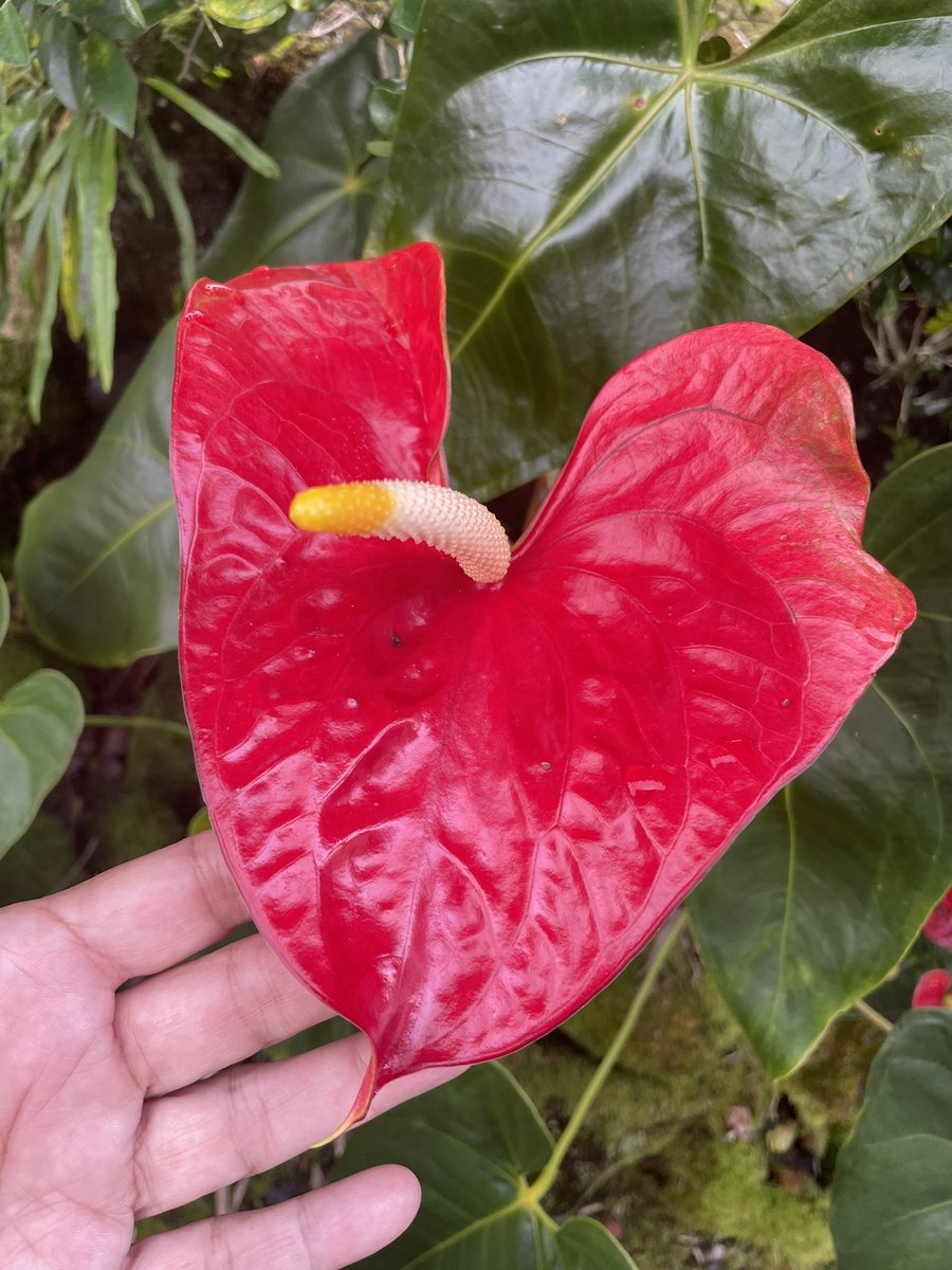 SylvieDahl's tweet image. #FlowerReport big love anthurium - sends aloha to the world #FlowerPower #MakeLoveNotWar
#Hilo #Hawaii