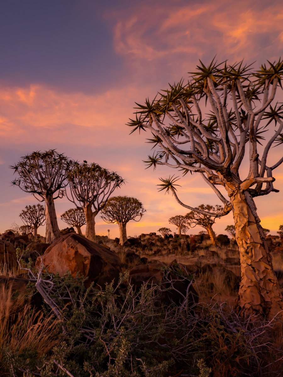 southafricauk's tweet image. South Africa isn’t just rich in wildlife - its plant life is just as extraordinary. 🌿

With over 20,000 different plant species, some found nowhere else on Earth, it’s one of the most botanically diverse places on the planet. 🌸