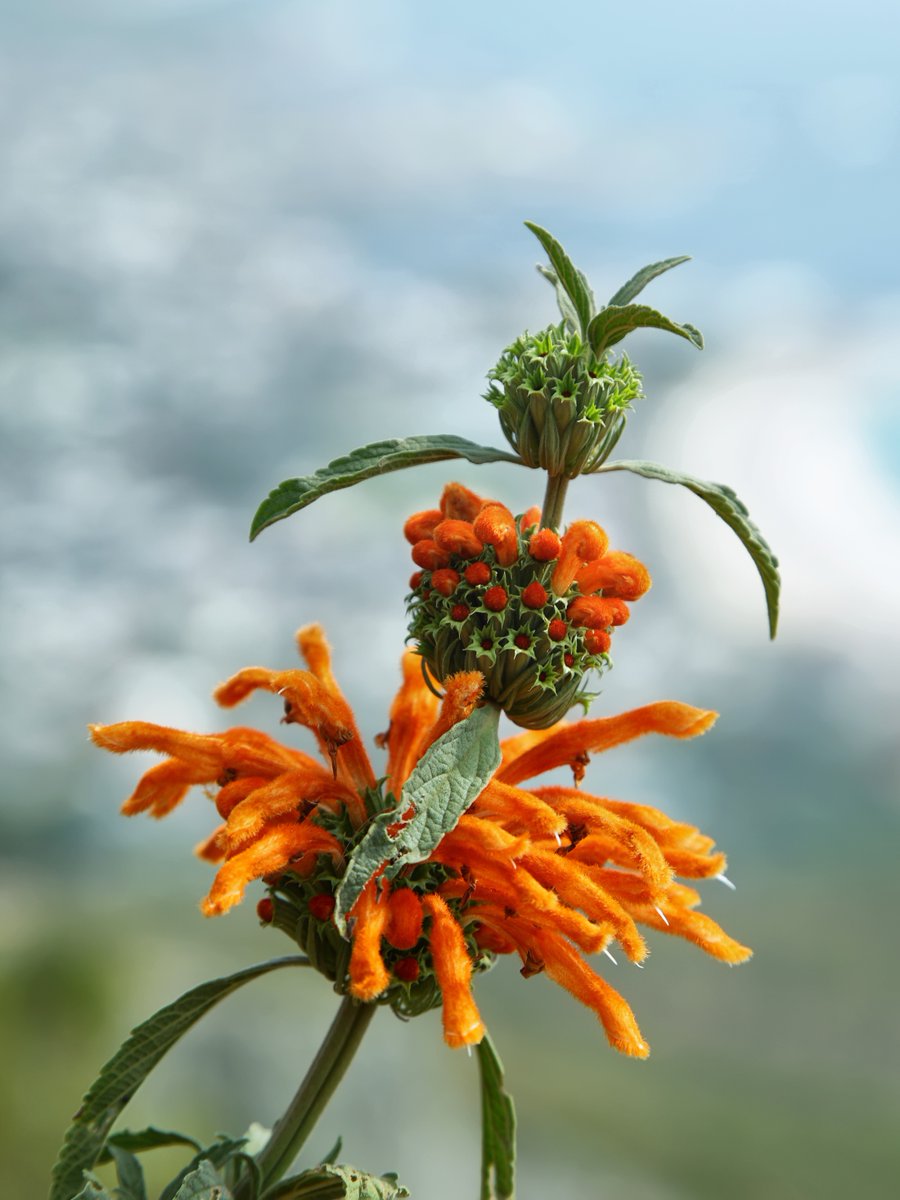 southafricauk's tweet image. South Africa isn’t just rich in wildlife - its plant life is just as extraordinary. 🌿

With over 20,000 different plant species, some found nowhere else on Earth, it’s one of the most botanically diverse places on the planet. 🌸