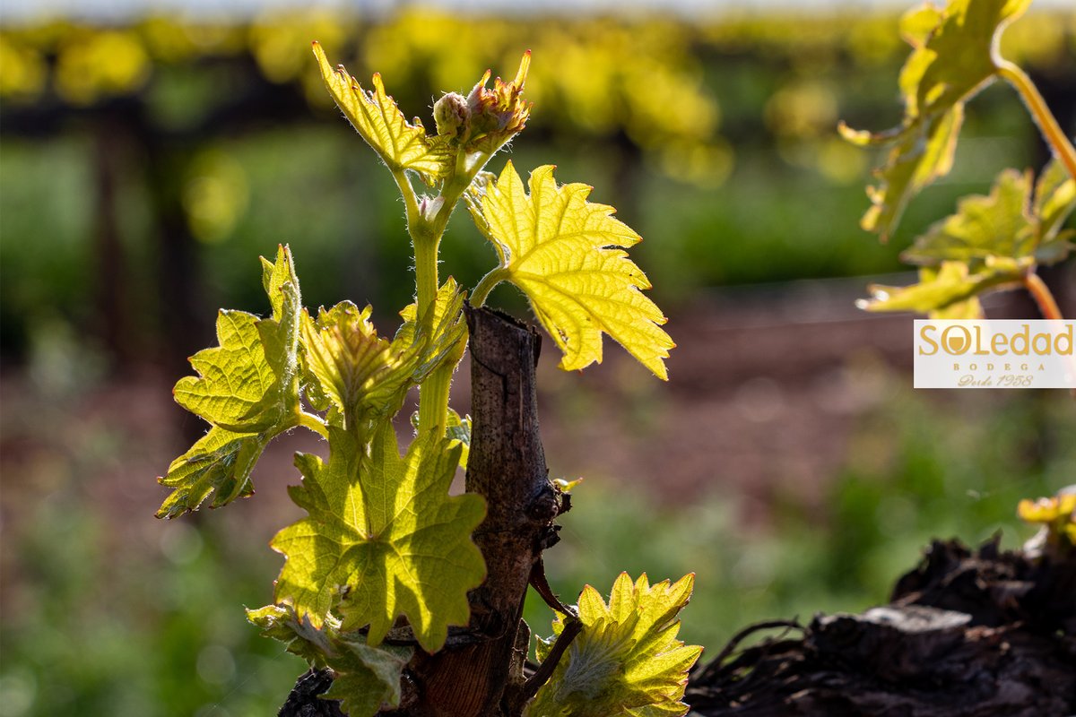 bodegasoledad tweet media
