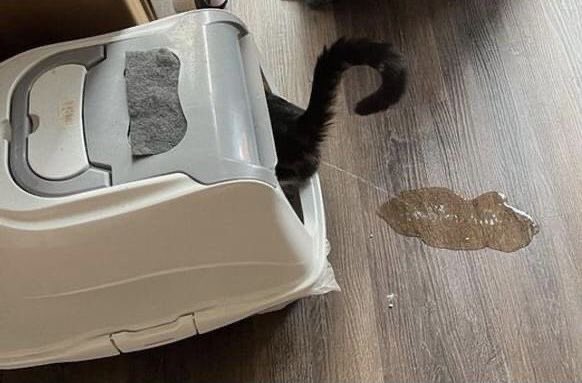 Black cats are not bad luck tweet media