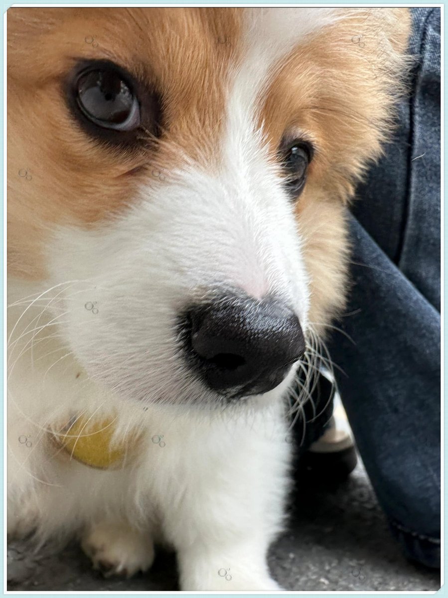 DMMcityDANK's tweet image. "Paws u0026 cuddles = the best kind of therapy  Whether it’s a lazy Sunday nap or a silly playtime, our furry friends turn ordinary days into magic. Tag your pet soulmate! #PetLove #FurBaby #PawParade"