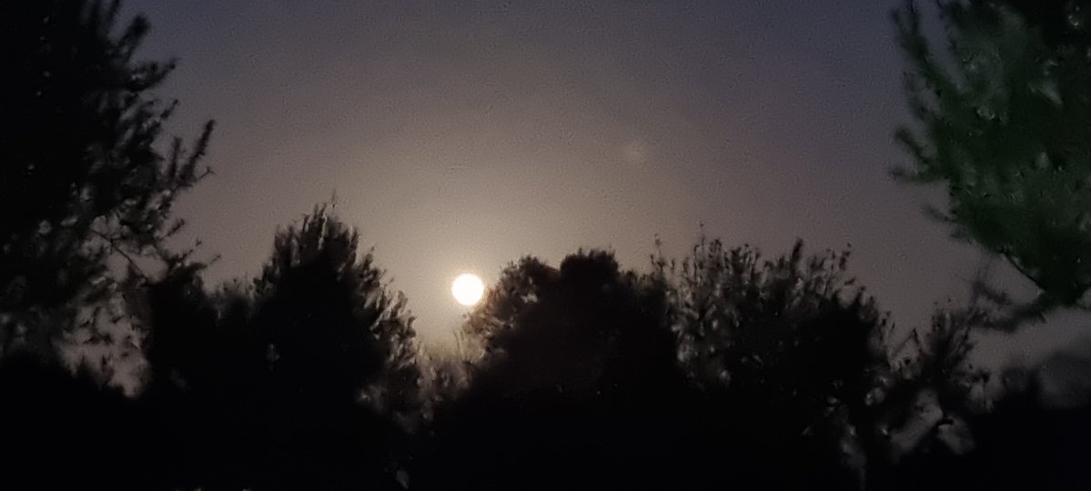 © Antoni Negre Colmillo tweet media