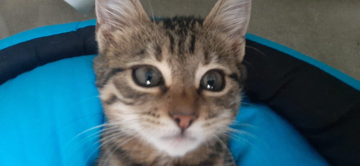 Rengin B. tweet media