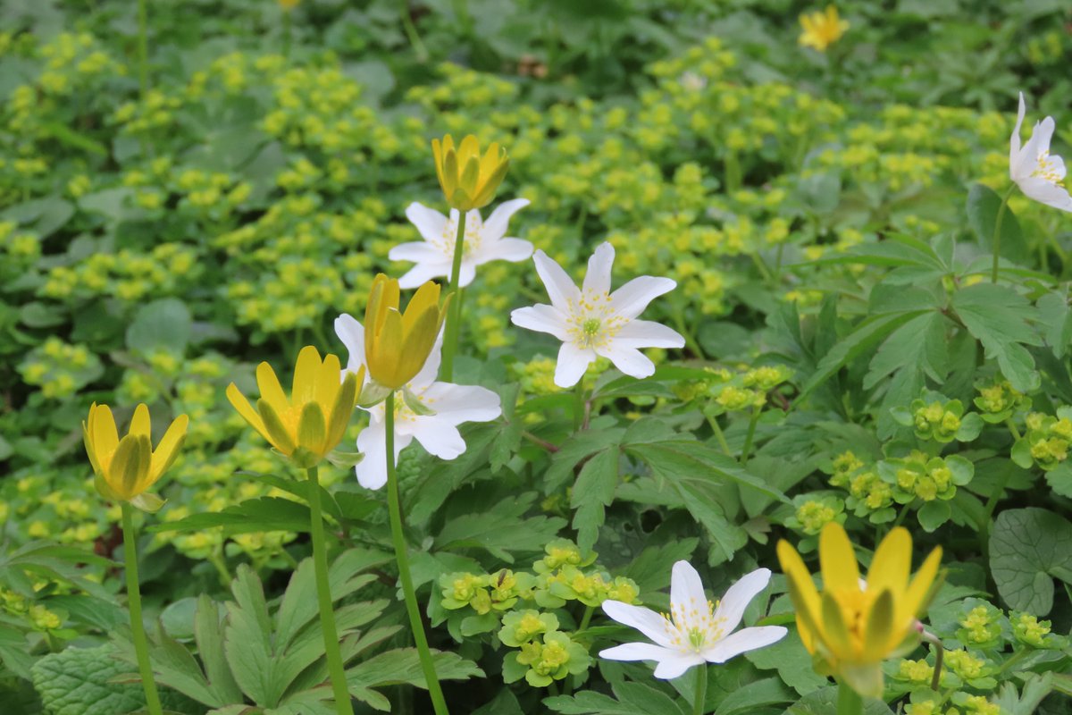 donnarainey4's tweet image. So much happening on the woodland floor, local Hazelwoods. Opposite leaved Golden saxifrage, Primrose &amp;amp; Lesser celandines. #wildflowerhour