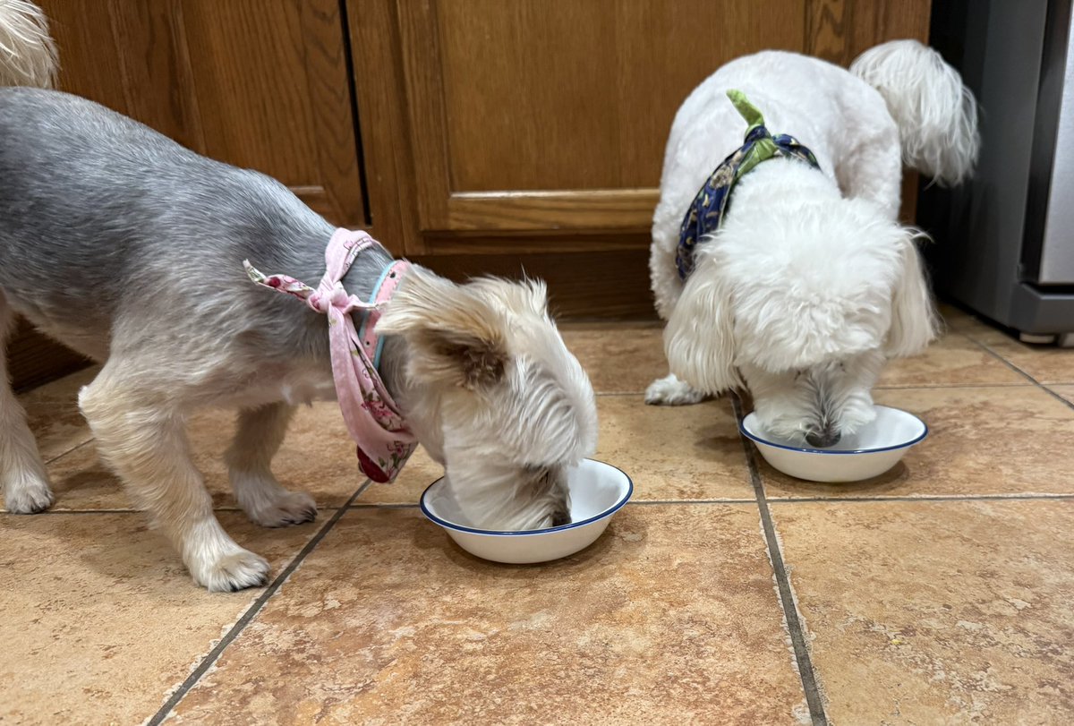SirBailey2's tweet image. We’s got EGGIES!!! 🥚Daddy hims made Rosie🌹hers an me’s eggies 😁 An when Rosie🌹hers decided to’s finish hers elsewhere… left an little more for me’s 😁🐶🐾 #eggs #dogsofx #dogsoftwitter #adogslife #doggo #pets 💚