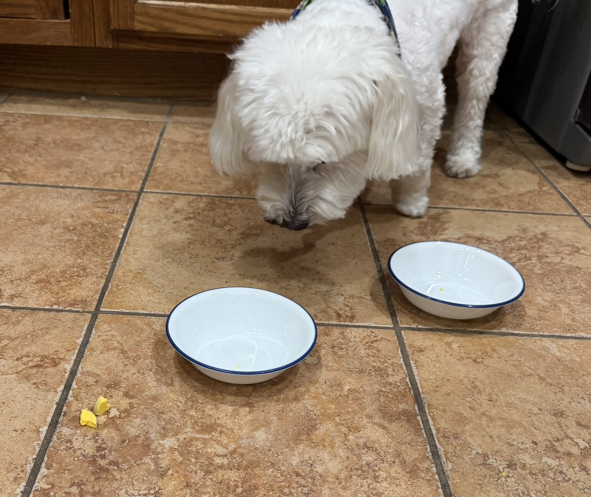 SirBailey2's tweet image. We’s got EGGIES!!! 🥚Daddy hims made Rosie🌹hers an me’s eggies 😁 An when Rosie🌹hers decided to’s finish hers elsewhere… left an little more for me’s 😁🐶🐾 #eggs #dogsofx #dogsoftwitter #adogslife #doggo #pets 💚