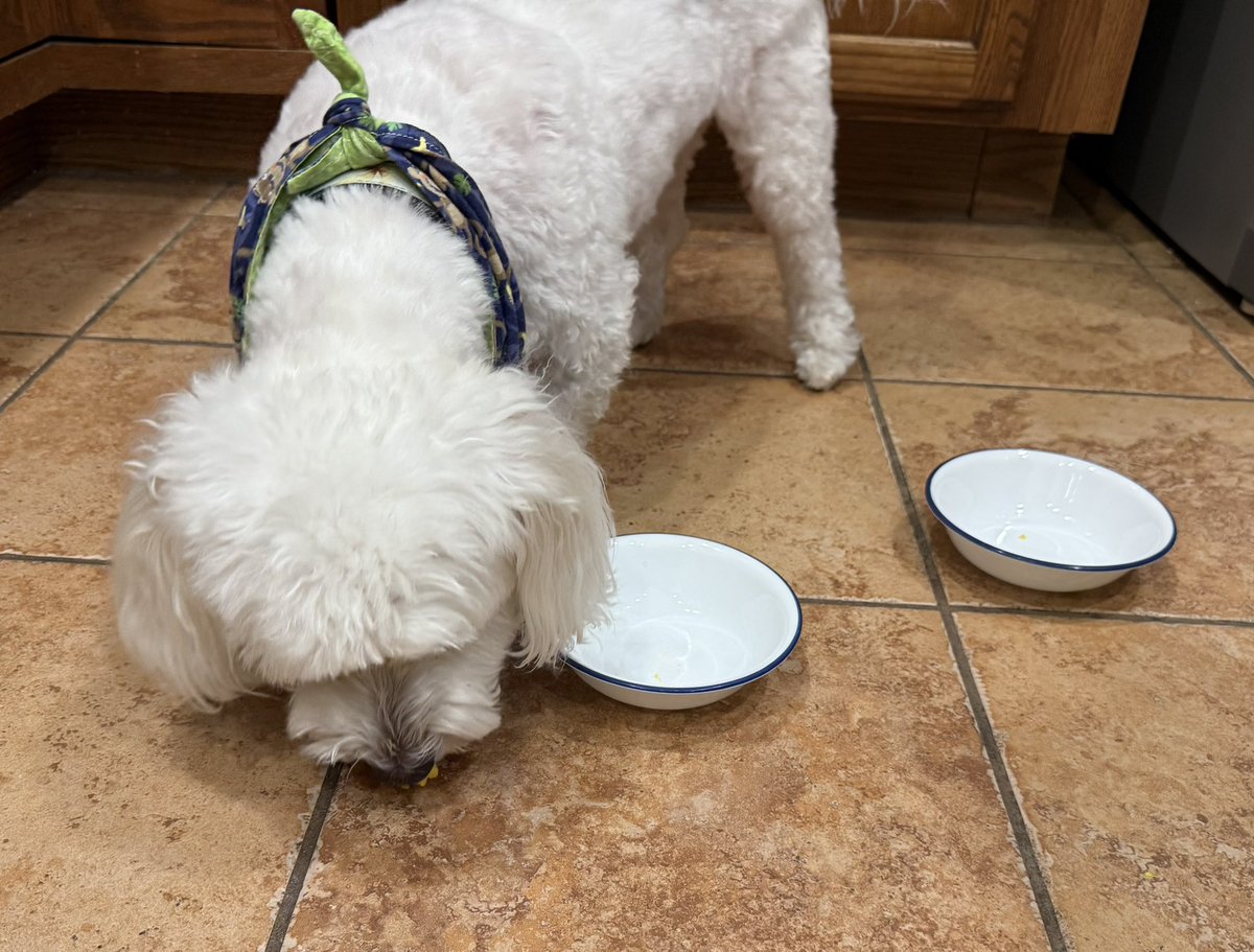 SirBailey2's tweet image. We’s got EGGIES!!! 🥚Daddy hims made Rosie🌹hers an me’s eggies 😁 An when Rosie🌹hers decided to’s finish hers elsewhere… left an little more for me’s 😁🐶🐾 #eggs #dogsofx #dogsoftwitter #adogslife #doggo #pets 💚
