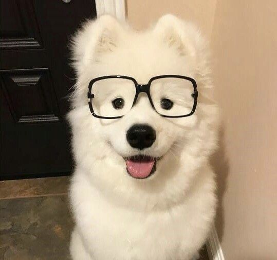 samoyed daily ☁️ tweet media