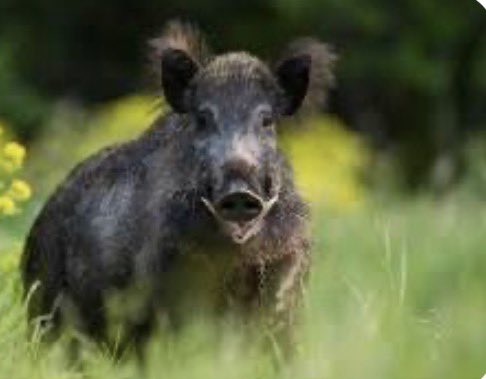 Irish Ranger (Sevvy) tweet media