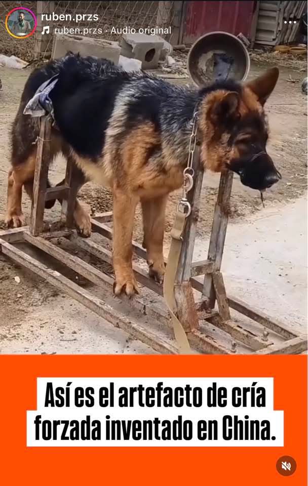 🐾🐾Callejeros, sin voz❤🐾🐾 chile🇨🇱 tweet media
