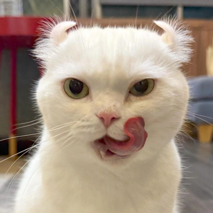 blue 🧸 tweet media