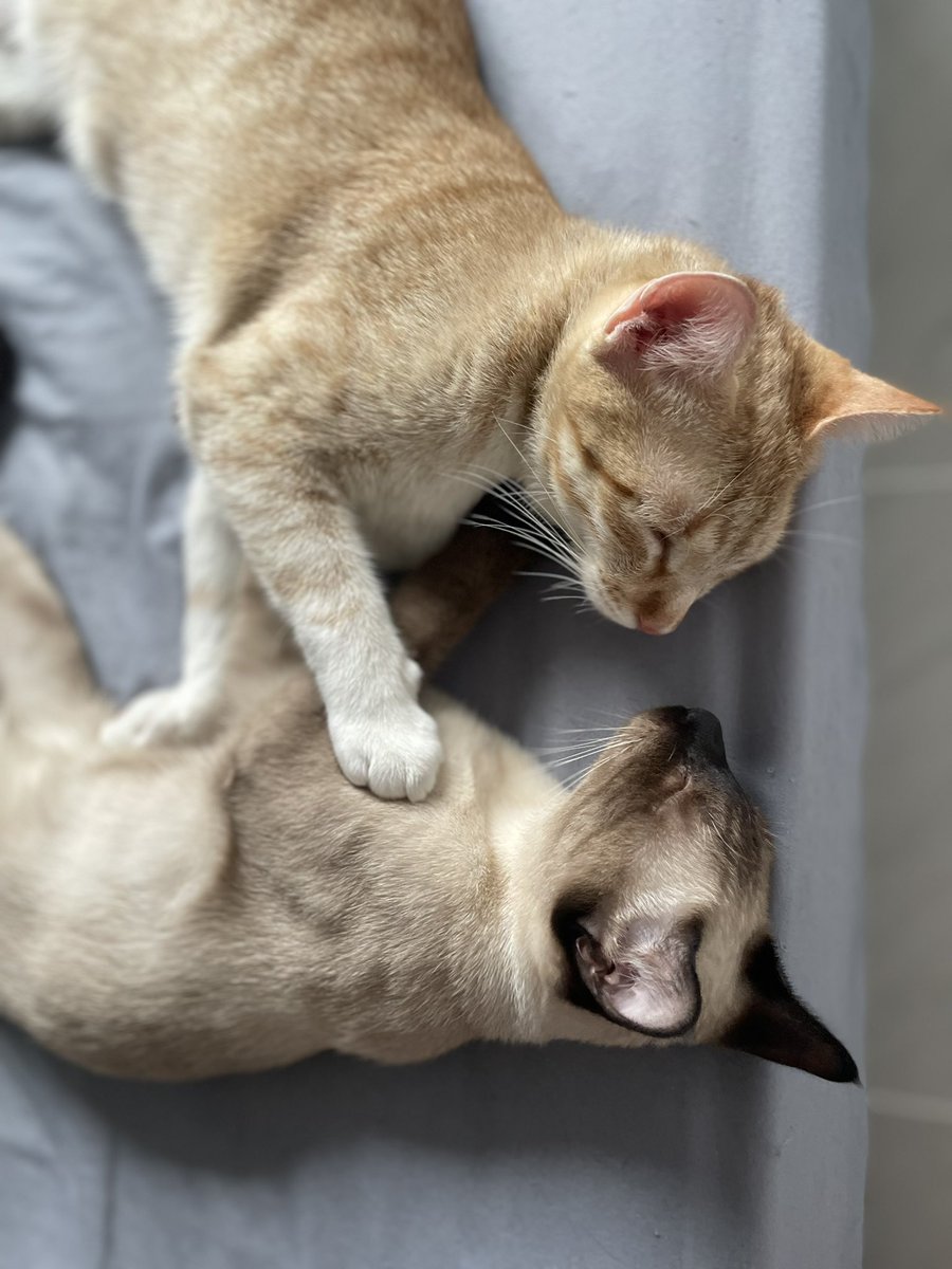 KillTroll tweet media