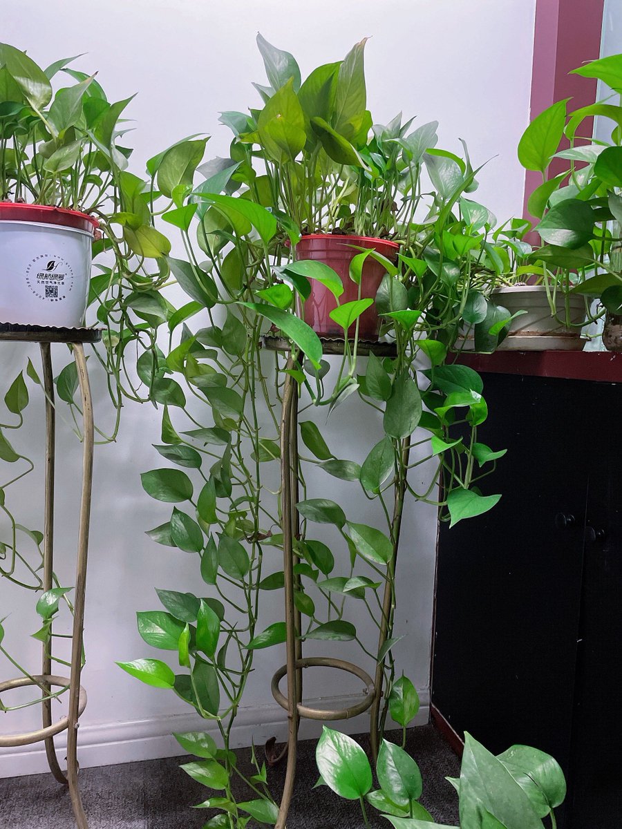 Angetriste01's tweet image. Pothos care 101: Bright indirect light, water when soil dries (1-2x/week), trim yellow leaves. Pro tip: Hang it for trailing vines! Perfect for new plant parents. #PlantCare #GreenLiving